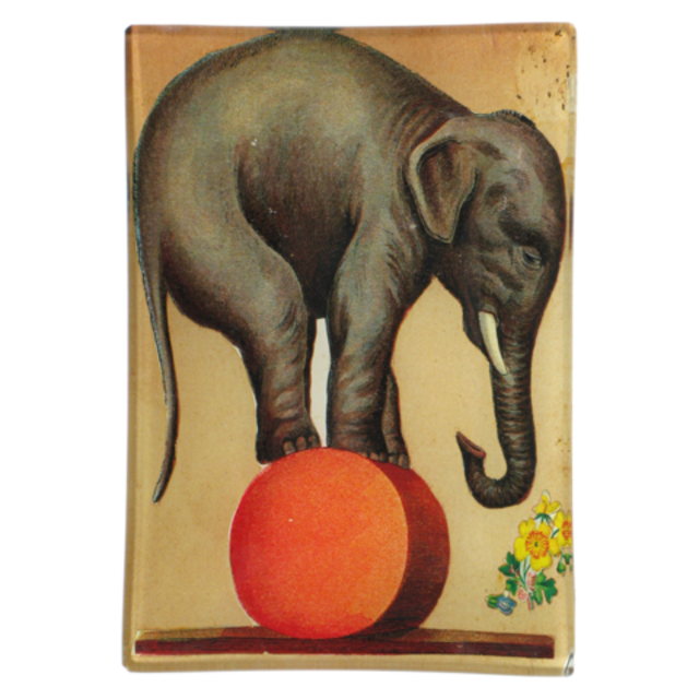 Circus Elephant