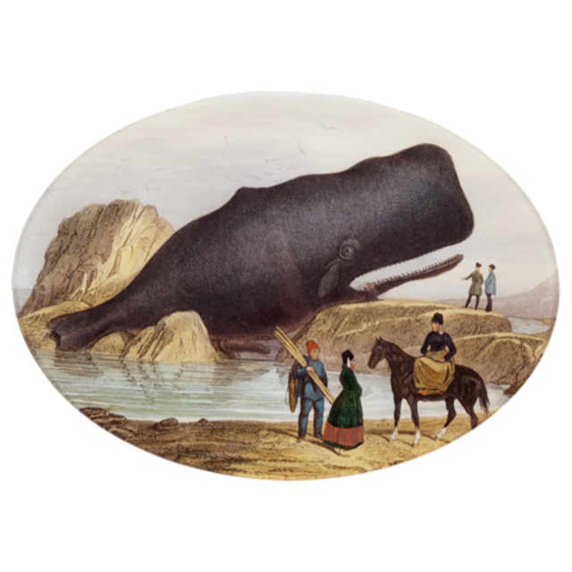 Sperm Whale Plate