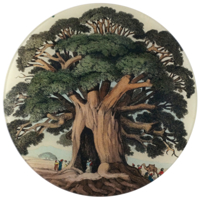 Baobab Tree