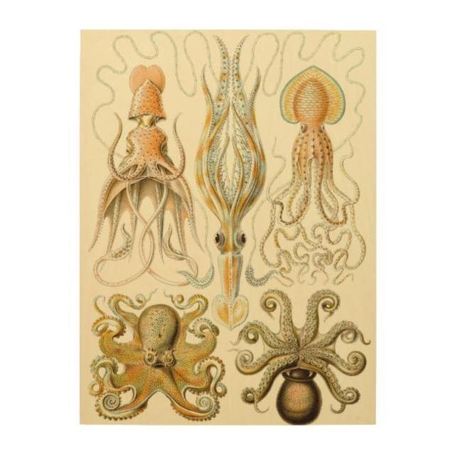 Vintage Octopus Squid Gamochonia by Ernst Haeckel Wood Wall Decor