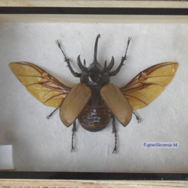 Real 5 Horned Gracilicornis Beetle Insect Taxidermy in Box /INF18