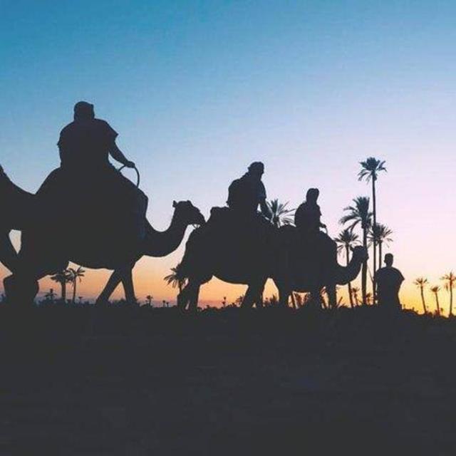 Sunset Camel Ride Through the Palmeraie