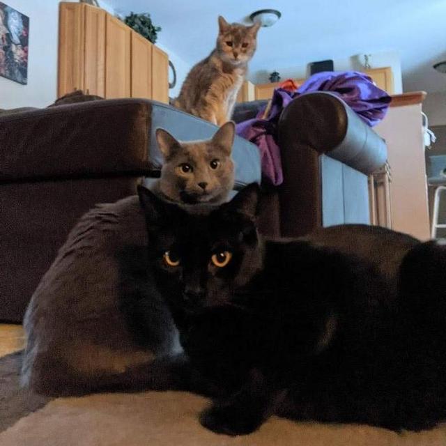 Year's Supply Of Cat Treats