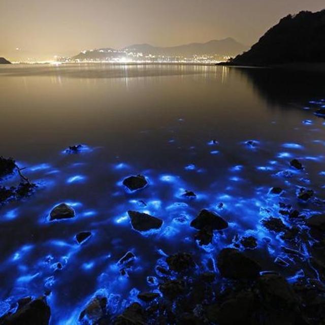 Toyama Bay Firefly Squid Tour