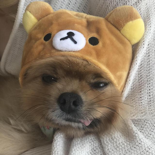 Pet training for Simba