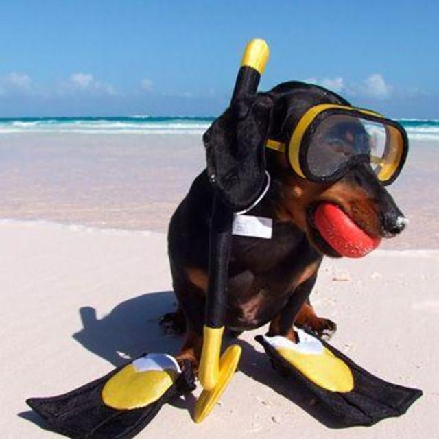 Let's go Snorkeling!!