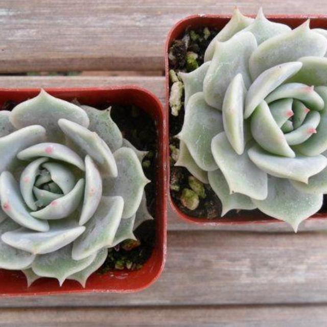 2 Inch Potted Succulents (10)