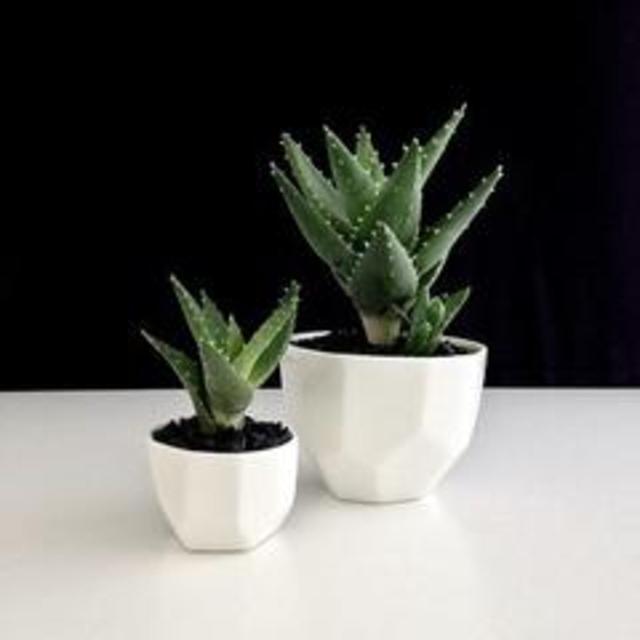 Succulent Planter