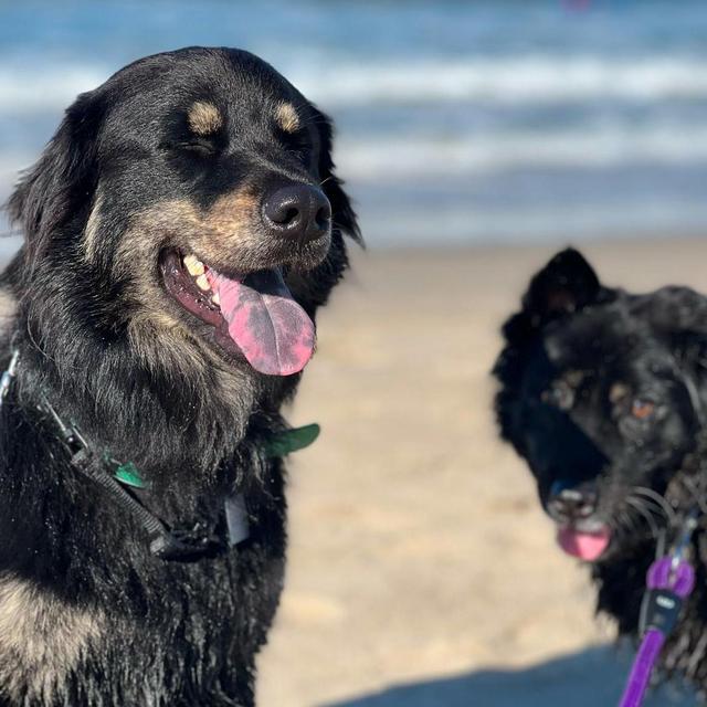 Petsitter For Honeymoon