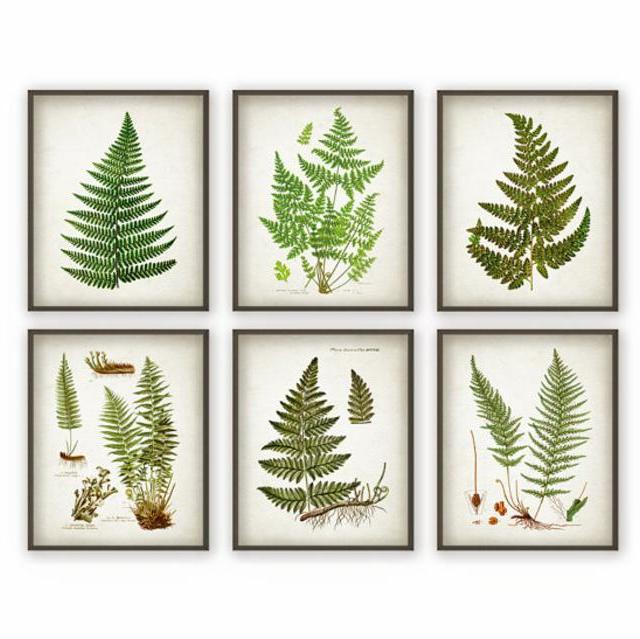 Fern Antique Botanical Print Set of 6 - Vintage Botanical Home Decor Antique Book Plate Illustration Giclee Picture Set of 6 (AB70)