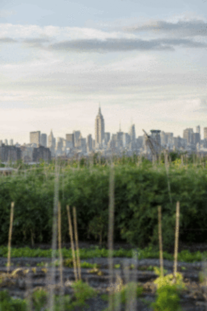 Brooklyn Grange Rooftop Dinners