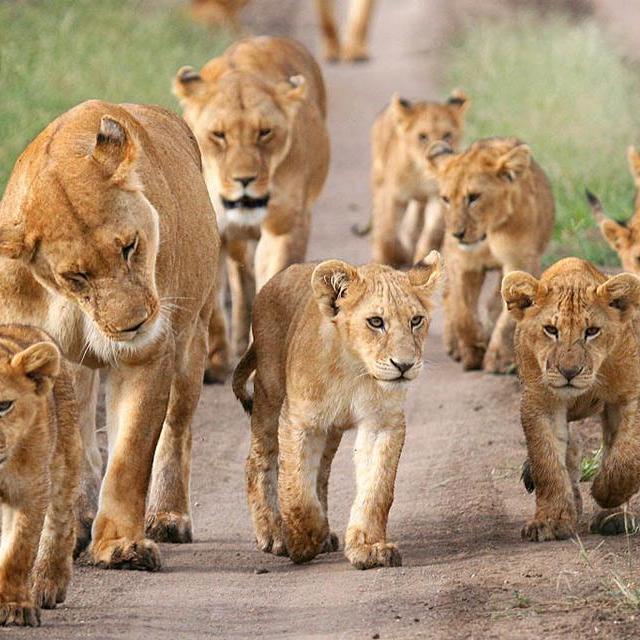 Safari game drive