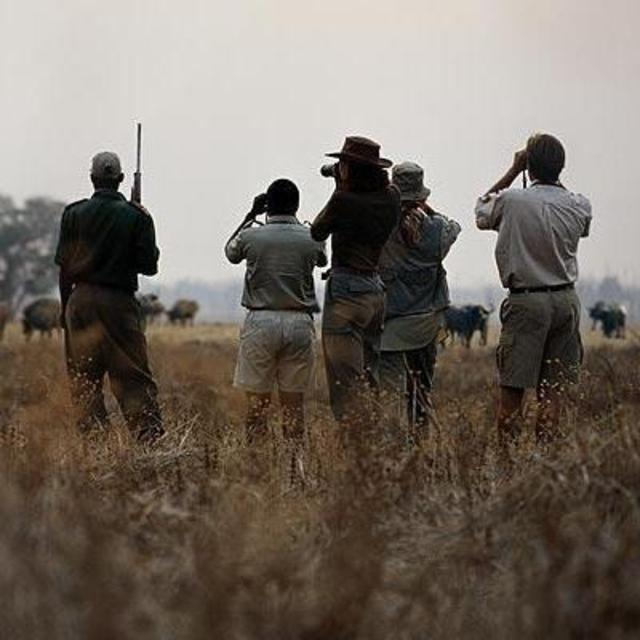 Walking safari