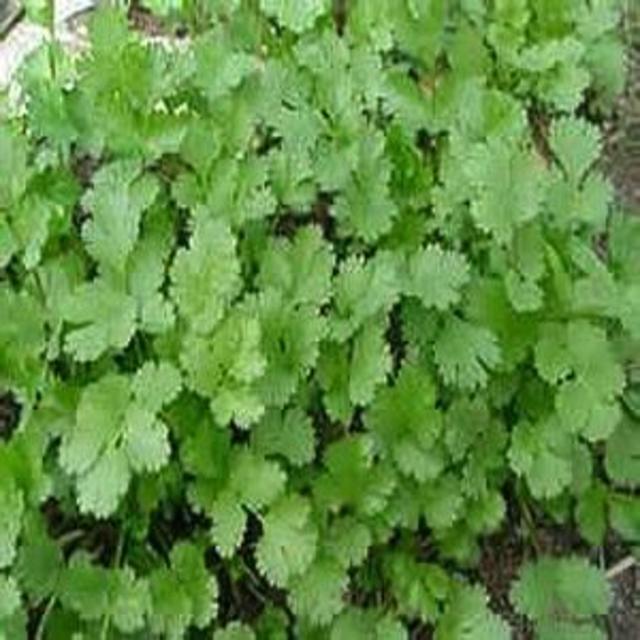 Cilantro plant
