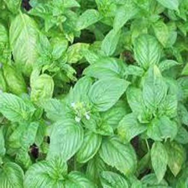 Basil plant