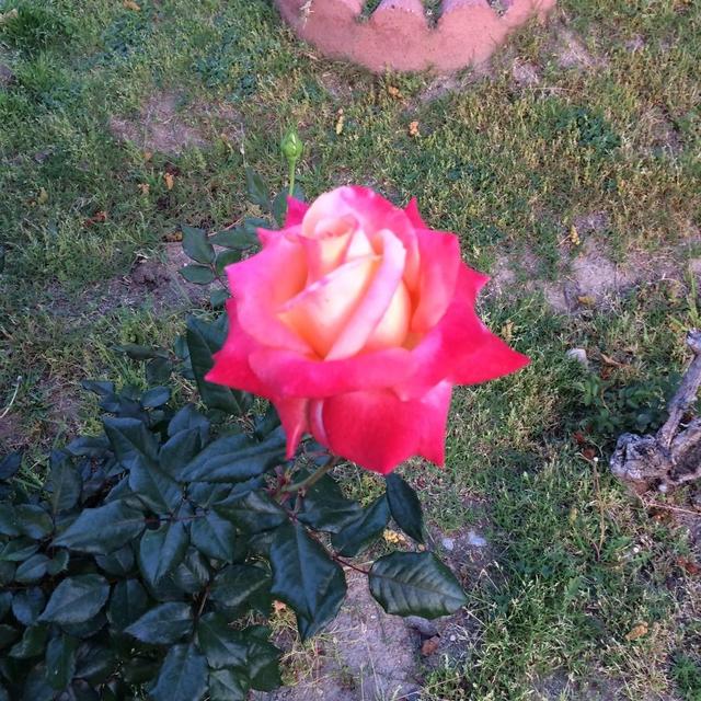 Drip irrigation system