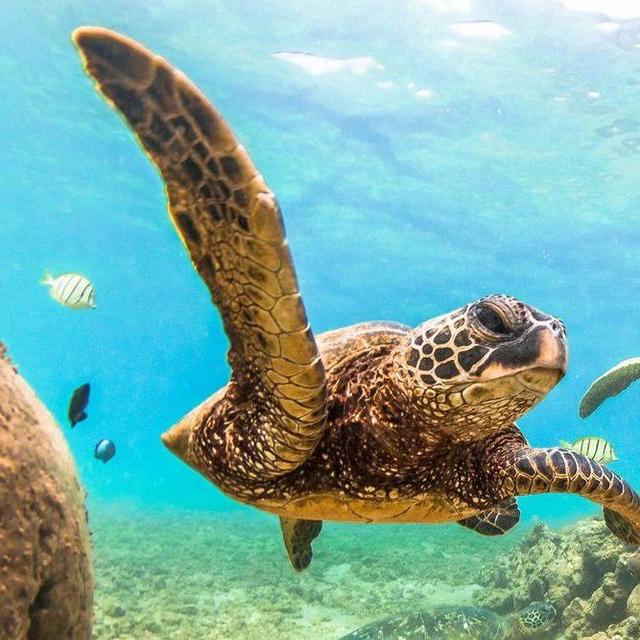 Snorkeling // Hawaii Honeymoon Experience