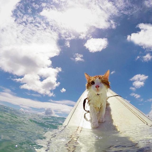 Surf Lessons // Hawaii Honeymoon Experience