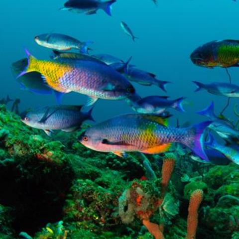 Snorkeling in Grenada