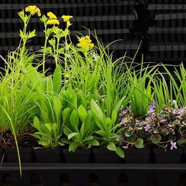 32-Plant Custom Tray of Native Plants