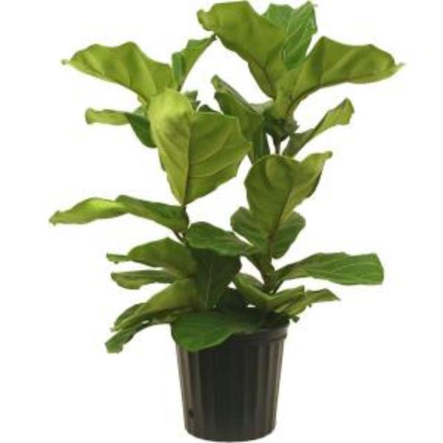 8-3/4 in. Ficus Pandurata Bush in Pot, Home Depot