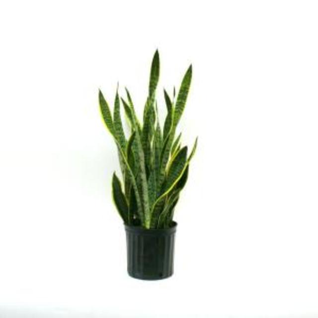 Sansevieria Laurentii in 8-3/4 in. Pot, Home Depot