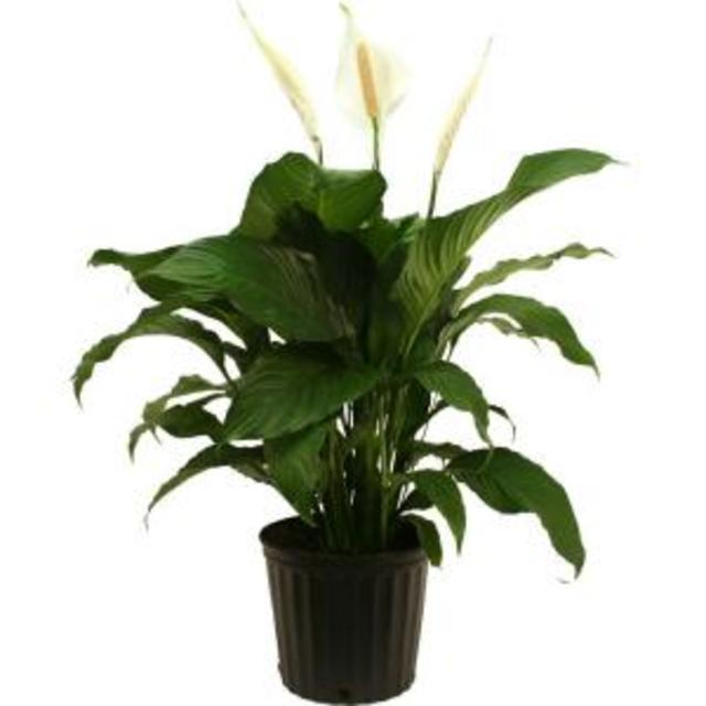 Spathiphllum Sweet Pablo in 9-1/4 in. Pot, Home Depot