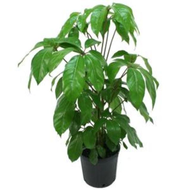 Schefflera Amate in 8-3/4 in. Pot, Home Depot