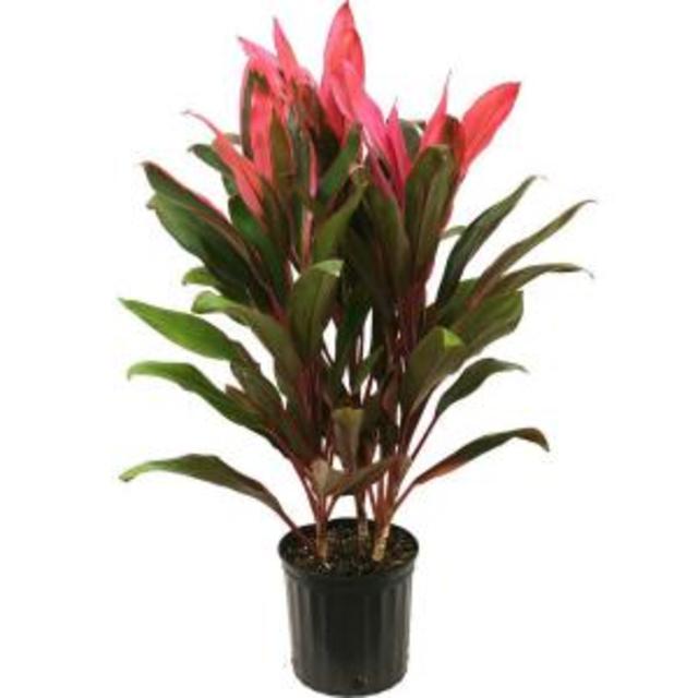 8-3/4 in. Cordyline Red Sister in Pot, Home Depot