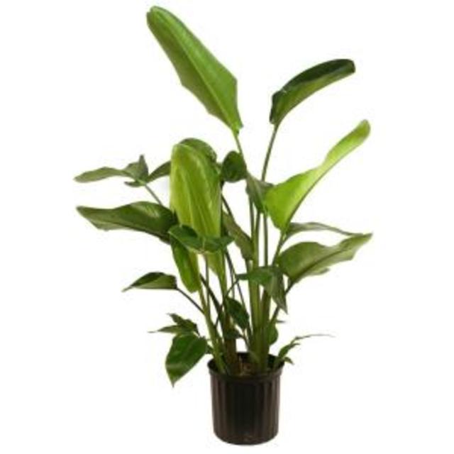 White bird of Paradise in 9-1/4 in. Pot, Home Depot