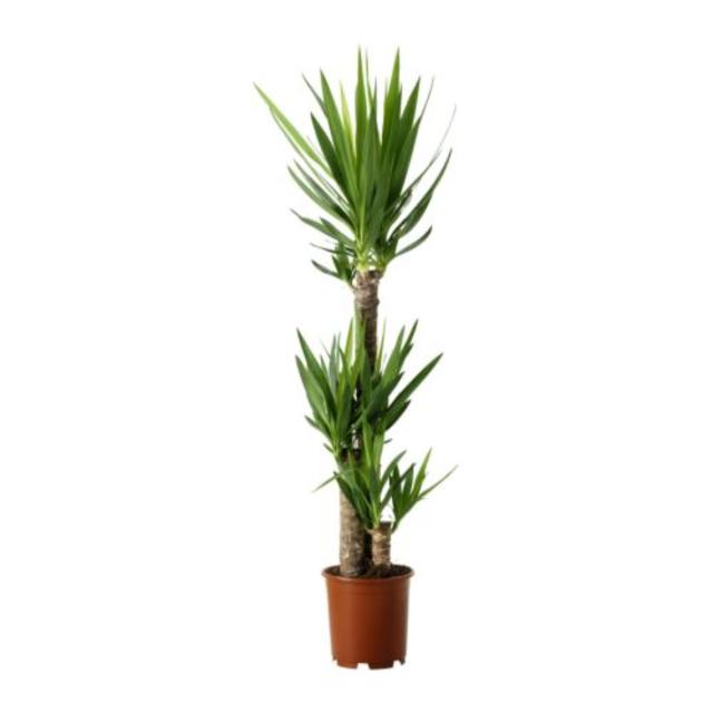 YUCCA ELEPHANTIPES				Potted plant, Spineless yucca, 3-stem, IKEA