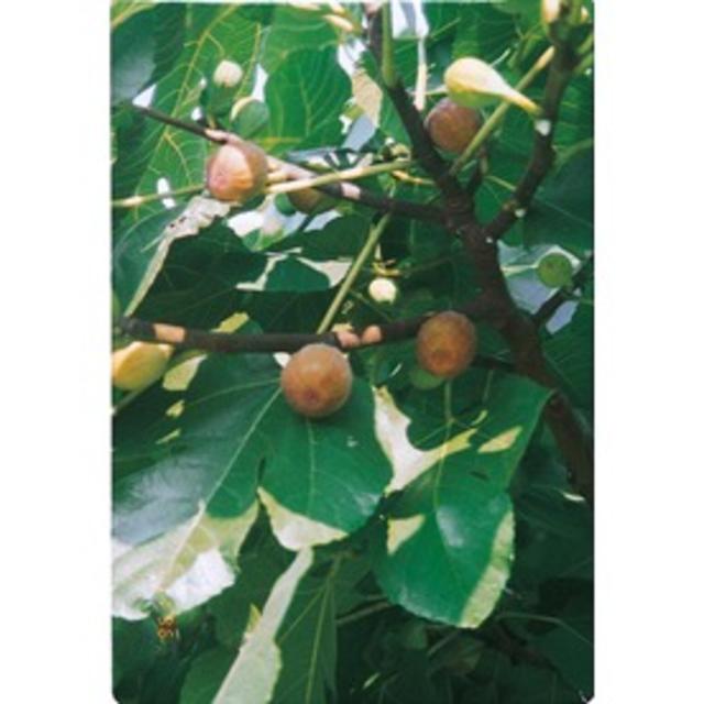 3.25-Gallon Celeste Fig Tree (L1330)