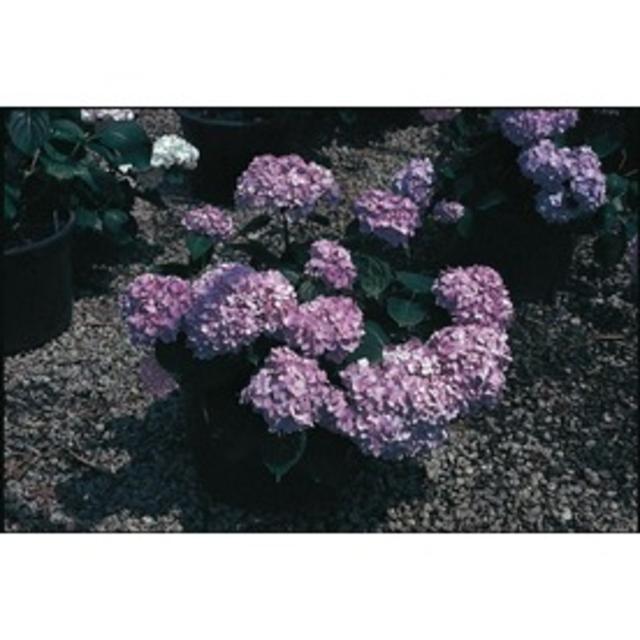 2.5-Gallon Blue or Pink Endless Summer Hydrangea (L14704)