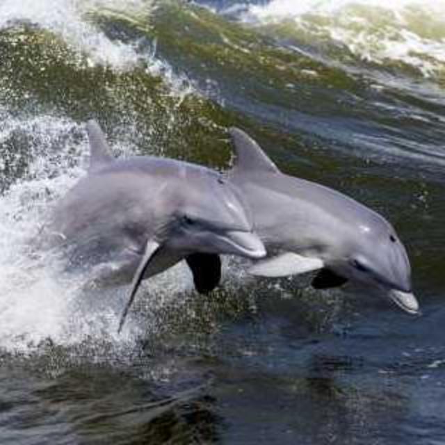 Dolphin watching around Hilton Head Island