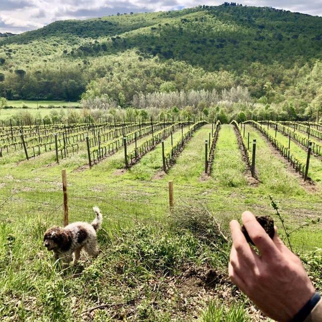 Truffle Hunting in Tuscany