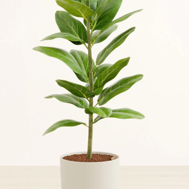 Ficus Audrey from Easy Plant