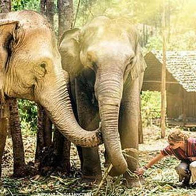 Elephant Sanctuary Visit