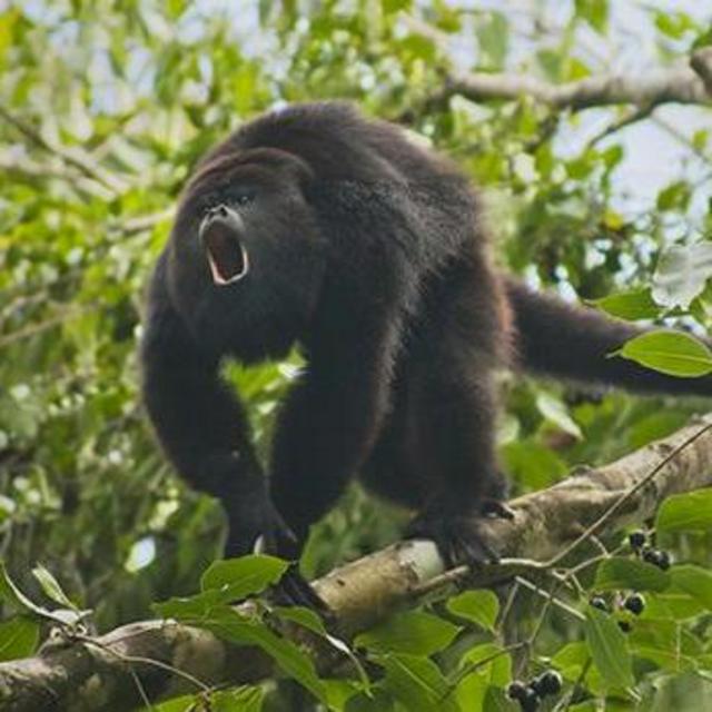 Trip to the Howler Monkey Sanctuary