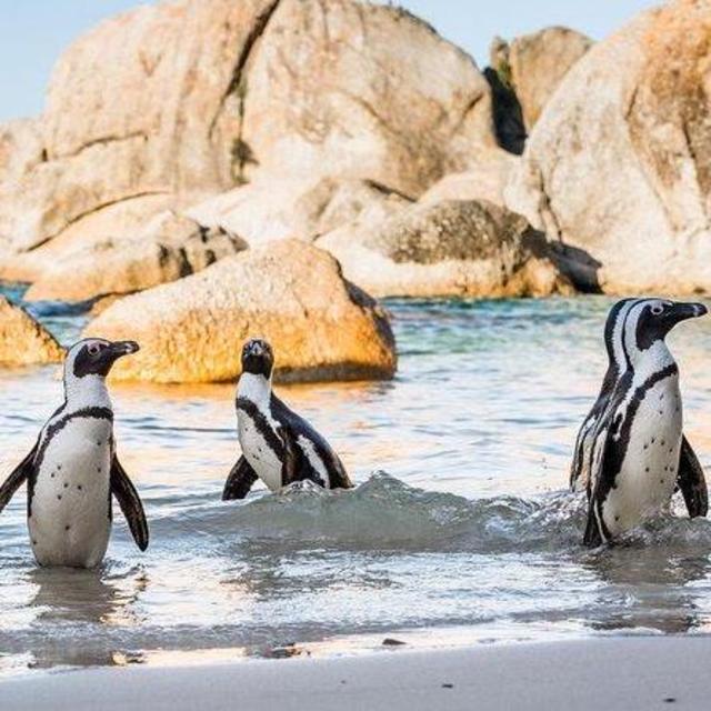 Table Mountain & Boulder Beach Penguin Colony Tour