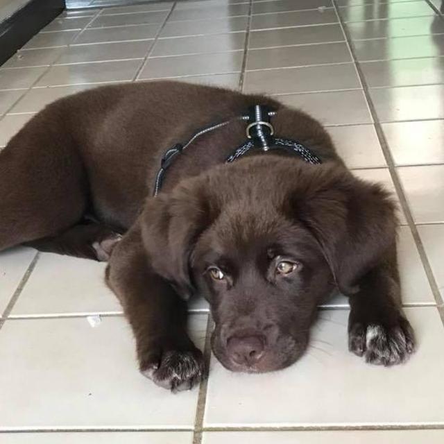 Autumn Fund - Let's spoil our pup!