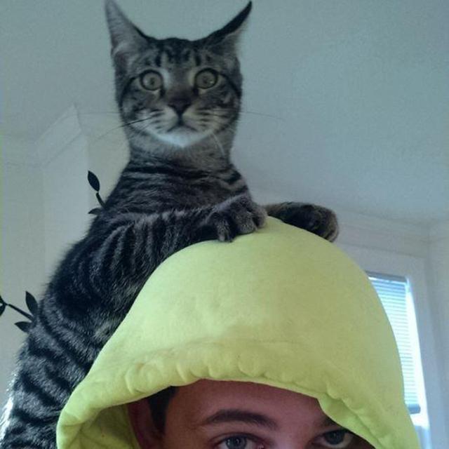 Kitten Fund - Let's spoil our cat!