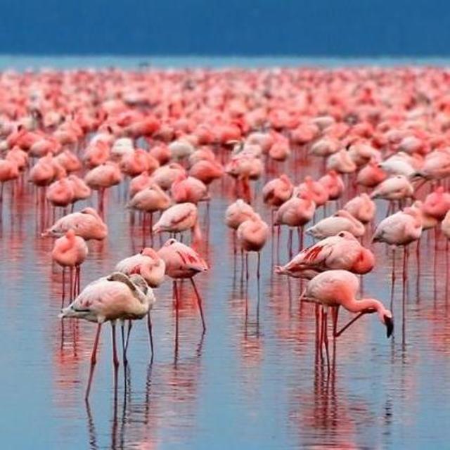 Lake Nakuru Game Drive