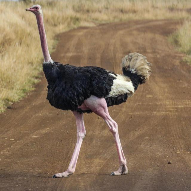 Samburu National Park Game Drive