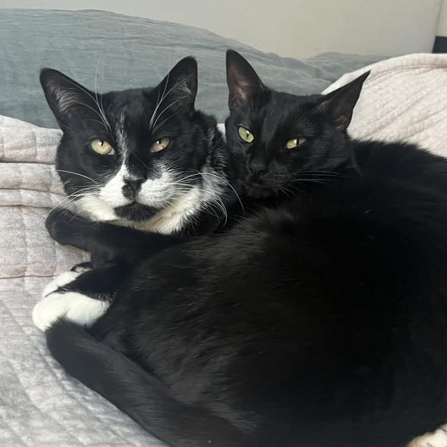 Honeymoon Cat Sitter Fund