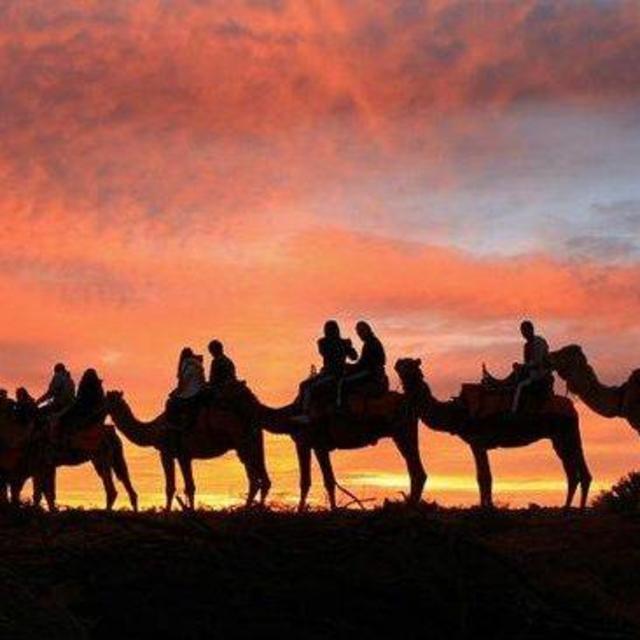 Sunrise camel ride through the Outback