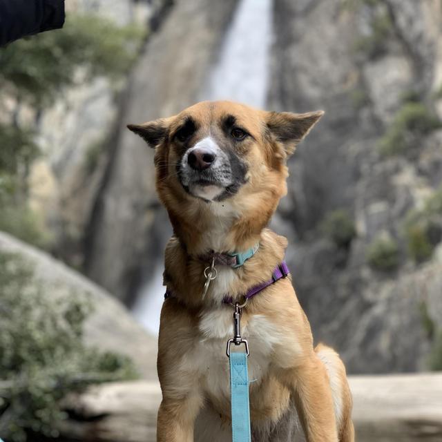 Marley's Treats Fund
