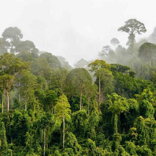 Bali Rainforest