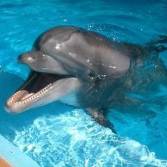 Swimming with Dolphins