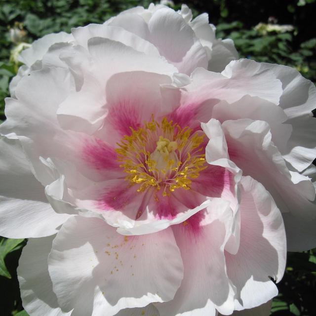 Brooklyn Botanic Garden Membership