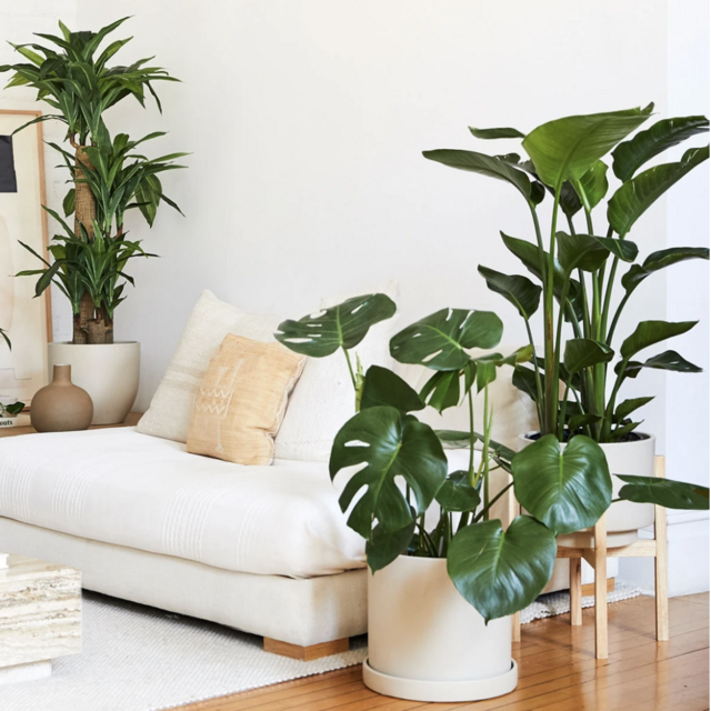 Our home jungle and balcony garden 🌿